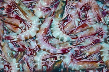 File:FisheriesShimp.jpg