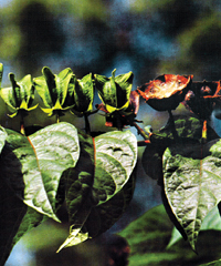 File:Flora1.jpg