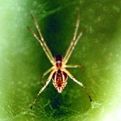 File:Spider12.jpg