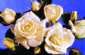 File:Rose 02.jpg