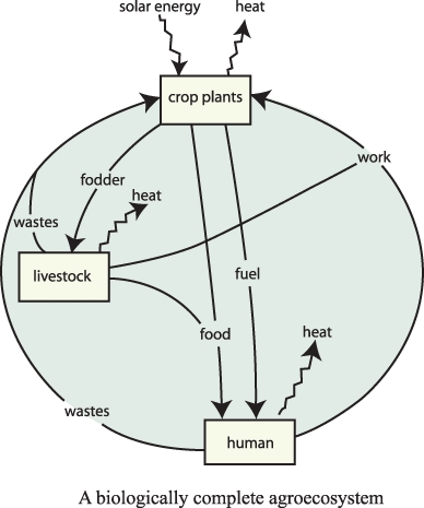 File:AgroecosystemEnglish.jpg
