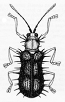 File:RiceHispa.jpg