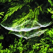 File:Spiderwithnet01.jpg