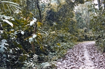 File:BiodiversityForestEvergreen.jpg