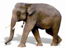 File:FaunaElephant.jpg