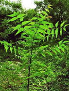File:Neem.jpg