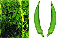 File:Okra.jpg