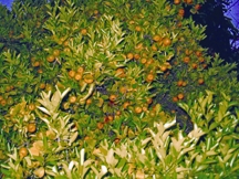 File:OrangeTree.jpg