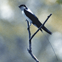 File:SwallowWire-tailed.jpg