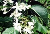 File:GardenFlowerEasterFlower.jpg