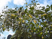 File:Jujube4.jpg