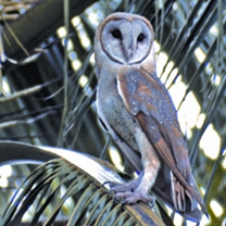 File:OwlBarn.jpg