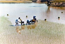 File:FarmingSystemPlanting.jpg