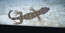 File:Gecko.jpg