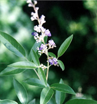 File:MedicinalHerbKurchi.jpg