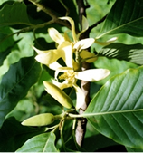 File:OrnamentalPlants9.jpg