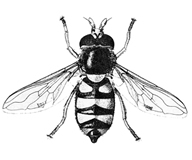 File:FlySyrphid.jpg
