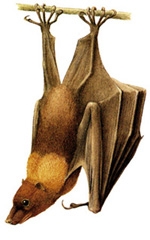 File:MammalFlyingFox.jpg