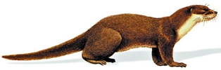 File:MammalOtter.jpg