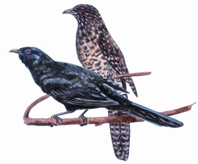 File:CuckooKoe.jpg