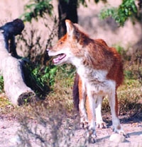 File:WildDog.jpg
