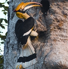 File:HornbillGreat.jpg