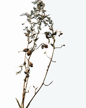 File:LentilPlant.jpg