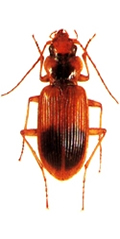 File:Beetle2Carabid.jpg