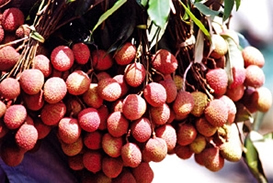 File:Litchi.jpg