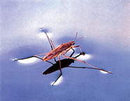 File:Waterstrider.jpg
