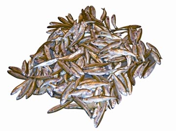 File:MolaFish.jpg