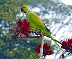 File:ParakeetRoseRingedMale.jpg