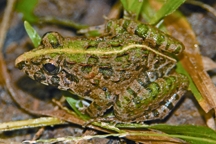 File:FrogToad2.jpg