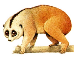 File:MammalSlowLoris.jpg