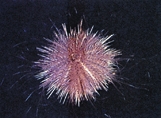 File:BiodiversitySeaUrchin.jpg