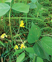 File:BlacGram(VignaMungo).jpg