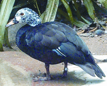File:DuckWhite-winged.jpg