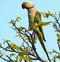 File:ParakeetAlexandrineParakeet.jpg