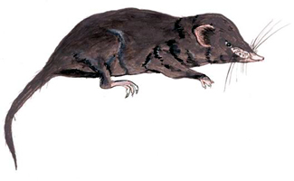 File:Shrew.jpg