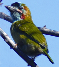 File:BarbetBlue-eared.jpg