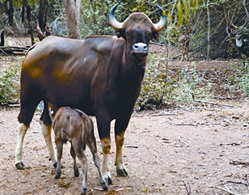 File:BosGaurus.jpg