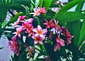 File:GardenFlowerFrangipani.jpg