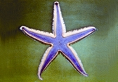 File:BiodiversitySeaStar.jpg