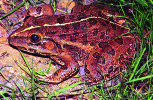 File:Bullfrog.jpg