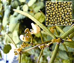 File:VignaRadiata02.jpg
