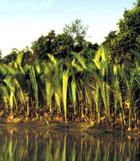File:NipaPalm1.jpg