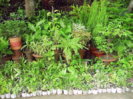 File:Nursery1.jpg