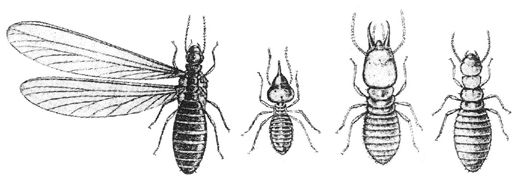 File:Termite.jpg