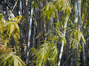 File:Bamboo.jpg