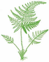 File:Biodiversity1.jpg